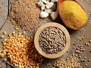 Thức ăn chăn nuôi tăng giá sau kỳ nghỉ Tết