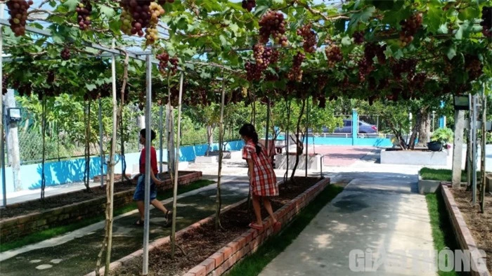 “Lạc bước” vào vườn nho Ninh Thuận trĩu quả ở đất Bạc Liêu 2