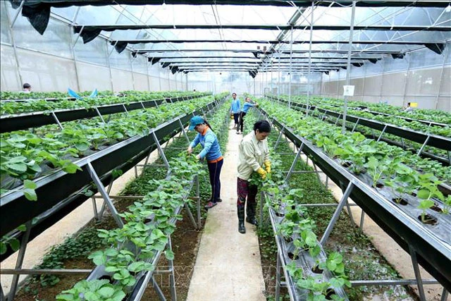 Mô hình trang trại thông minh Delco Farm (xã Nguyệt Đức, huyện Thuận Thành, tỉnh Bắc Ninh). Ảnh: Minh Quyết/TTXVN.