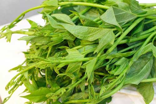 5 loại rau giàu canxi và dưỡng chất, trẻ ăn nhiều không chỉ cao lớn mà còn rất thông minh