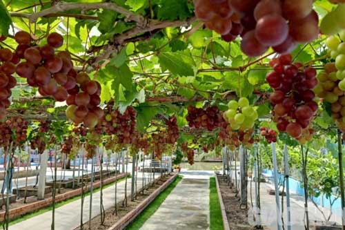 “Lạc bước” vào vườn nho Ninh Thuận trĩu quả ở đất Bạc Liêu