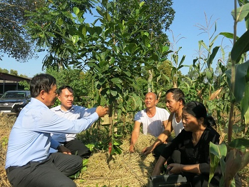 Lạng Sơn: Ứng dụng tiến bộ kỹ thuật, phục tráng và phát triển giống mít bản địa