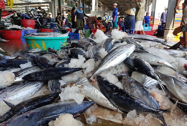 XK cá ngừ của Việt Nam sang EU năm 2021 ở mức gần tương đương so với năm 2020, đạt 144 triệu USD, tăng 6% (Ảnh minh hoạ)