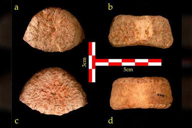 Hài cốt người khổng lồ 1,5 triệu tuổi, chưa rõ loài: lịch sử thay đổi