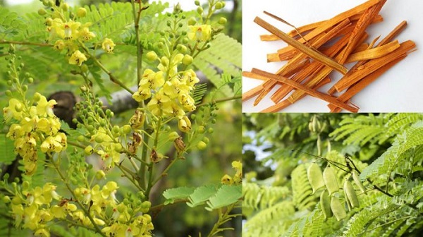 Chiết xuất thành công hoạt chất kháng viêm từ cây tô mộc