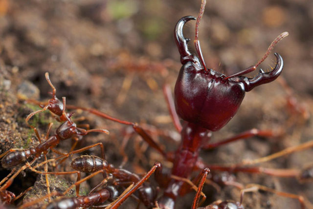 Đừng đùa với kiến lửa, đặc biệt là ở Châu Phi, chúng có thể dễ dàng biến cơ thể bạn thành món Sashimi!