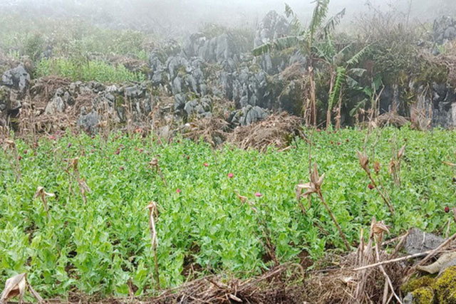 Tiêu hủy hơn 8.000 cây thuốc phiện trồng trong thung lũng núi đá