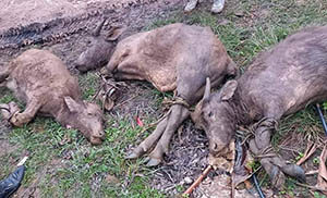 Nghệ An: Hàng trăm con trâu, bò chết rét ở huyện miền núi