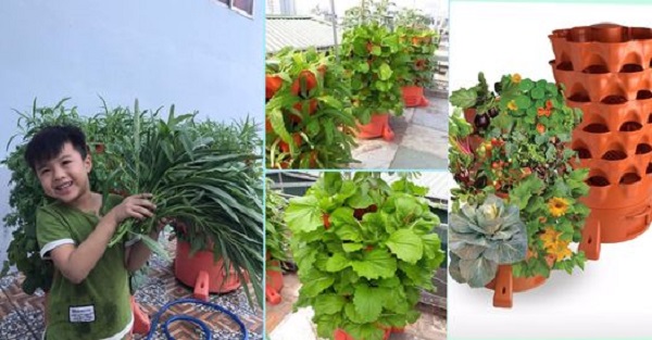 Những mô hình thú vui nông nghiệp đô thị cho thu nhập không kém nhân viên văn phòng 