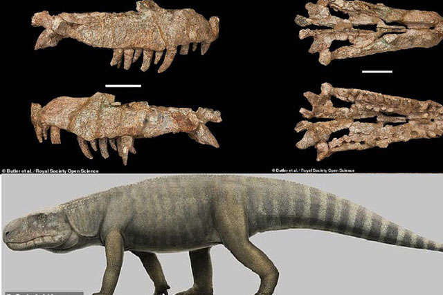 "Cá sấu lai khủng long" 240 triệu tuổi: Mỗi chiếc răng là 1 con dao