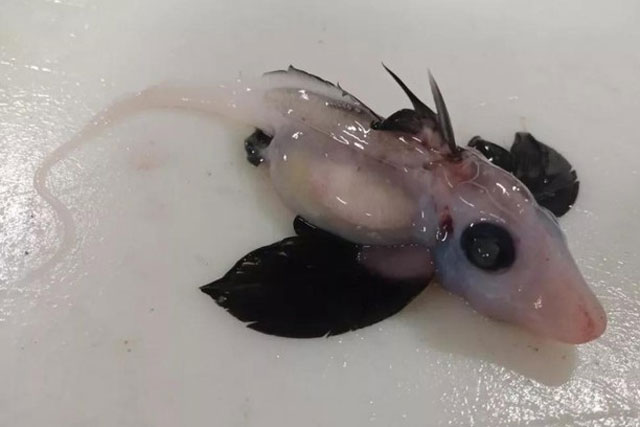 Phát hiện cá mập ma sơ sinh hiếm có, giống người ngoài hành tinh