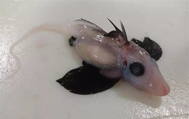 Phát hiện cá mập ma sơ sinh hiếm có, giống người ngoài hành tinh ảnh 1