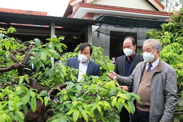 Phó Bí thư Thường trực Tỉnh ủy Phan Ngọc Thọ và lãnh đạo huyện Phú Lộc thăm mô hình trồng mai cảnh trong chậu của người dân 