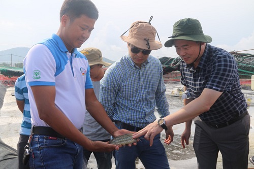 Đoàn công tác của Bộ Nông nghiệp - Phát triển nông thôn tham quan trang trại nuôi tôm công nghệ cao của hộ ông Bùi Thế Vương, xã An Ngãi, huyện Long Điền
