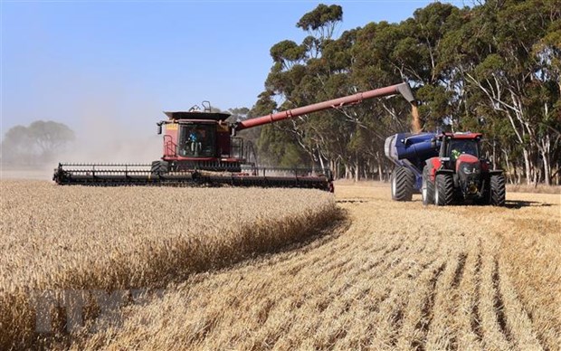 Căng thẳng giữa Nga và Ukraine đe dọa thị trường lúa mỳ và nhôm