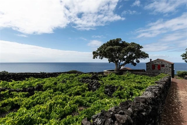 Vườn nho - nguy&ecirc;n liệu ch&iacute;nh cho loại rượu vang nổi tiếng tại Azores. Ảnh: National Geographic. &nbsp;