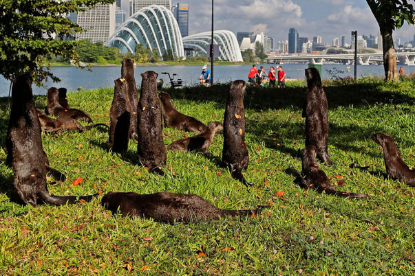 Singapore đang bị "khủng bố" bởi rái cá, mỗi bữa ăn của chúng có thể trị giá hàng nghìn USD!