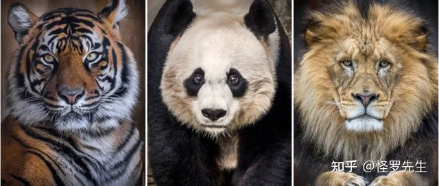 Tại sao sư tử và hổ không ăn thịt gấu trúc?