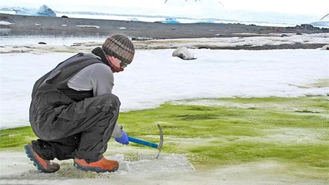 Thực vật ph&aacute;t triển mạnh cho thấy Nam Cực đang trải qua 'thay đổi lớn' v&agrave; ấm l&ecirc;n. Ảnh: Daily Mail.