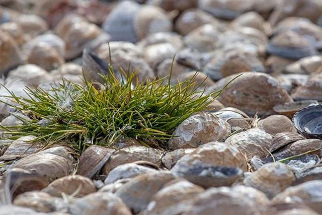 "Lục địa xanh" thời khủng long sắp trồi lên lại: Cảnh báo đáng sợ