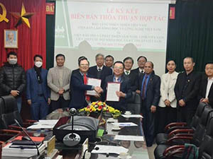 Thêm hướng đi cho cây sâm Ngọc Linh 