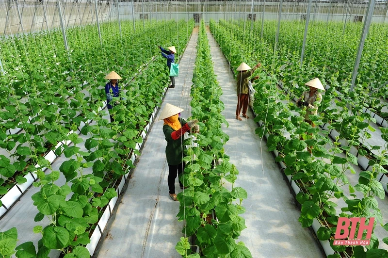 Mô hình phát triển nông nghiệp công nghệ cao ở Thọ Xuân.