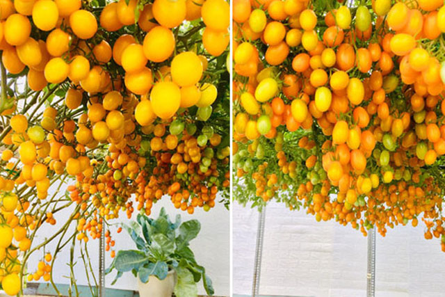 Giàn cà chua cả nghìn quả chín đồng loạt trên sân thượng giữa Sài Gòn gây choáng