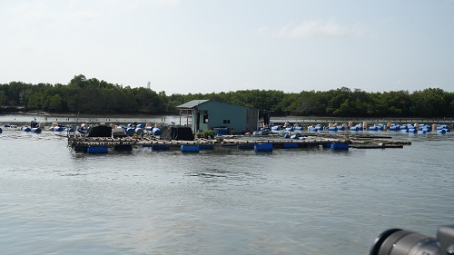 Bà Rịa – Vũng Tàu di dời, giải tỏa lồng bè nuôi thủy sản ngoài vùng quy hoạch 