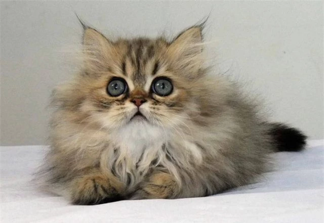 Chinchilla - Loài mèo có đôi mắt to nhất thế giới - Ảnh 1.