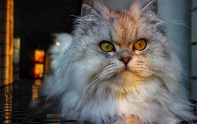 Chinchilla - Loài mèo có đôi mắt to nhất thế giới - Ảnh 2.
