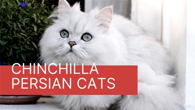 Chinchilla - Loài mèo có đôi mắt to nhất thế giới - Ảnh 5.