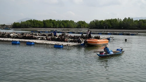 42 hộ nuôi trồng thủy sản trên sông Mỏ Nhát, thị xã Phú Mỹ nằm ngoài vùng quy hoạch phải di dời