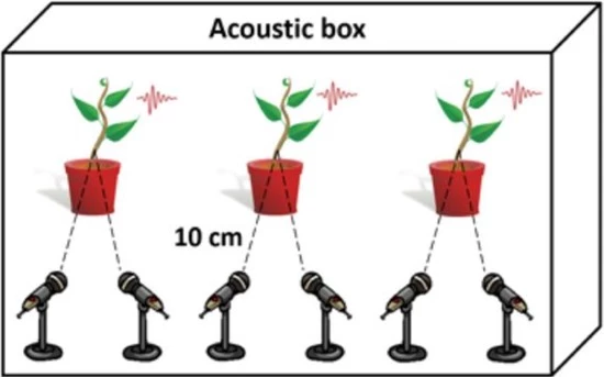 Thực vật cũng hét lên khi căng thẳng  - Ảnh 1.