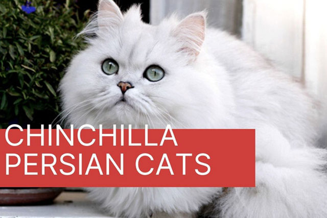 Chinchilla - Loài mèo có đôi mắt to nhất thế giới