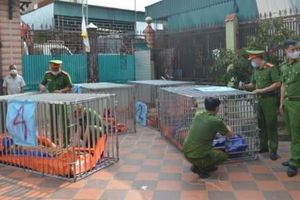 Nghệ An: Nuôi nhốt 14 con hổ trong hầm nhà, người đàn ông lĩnh án 7 năm tù