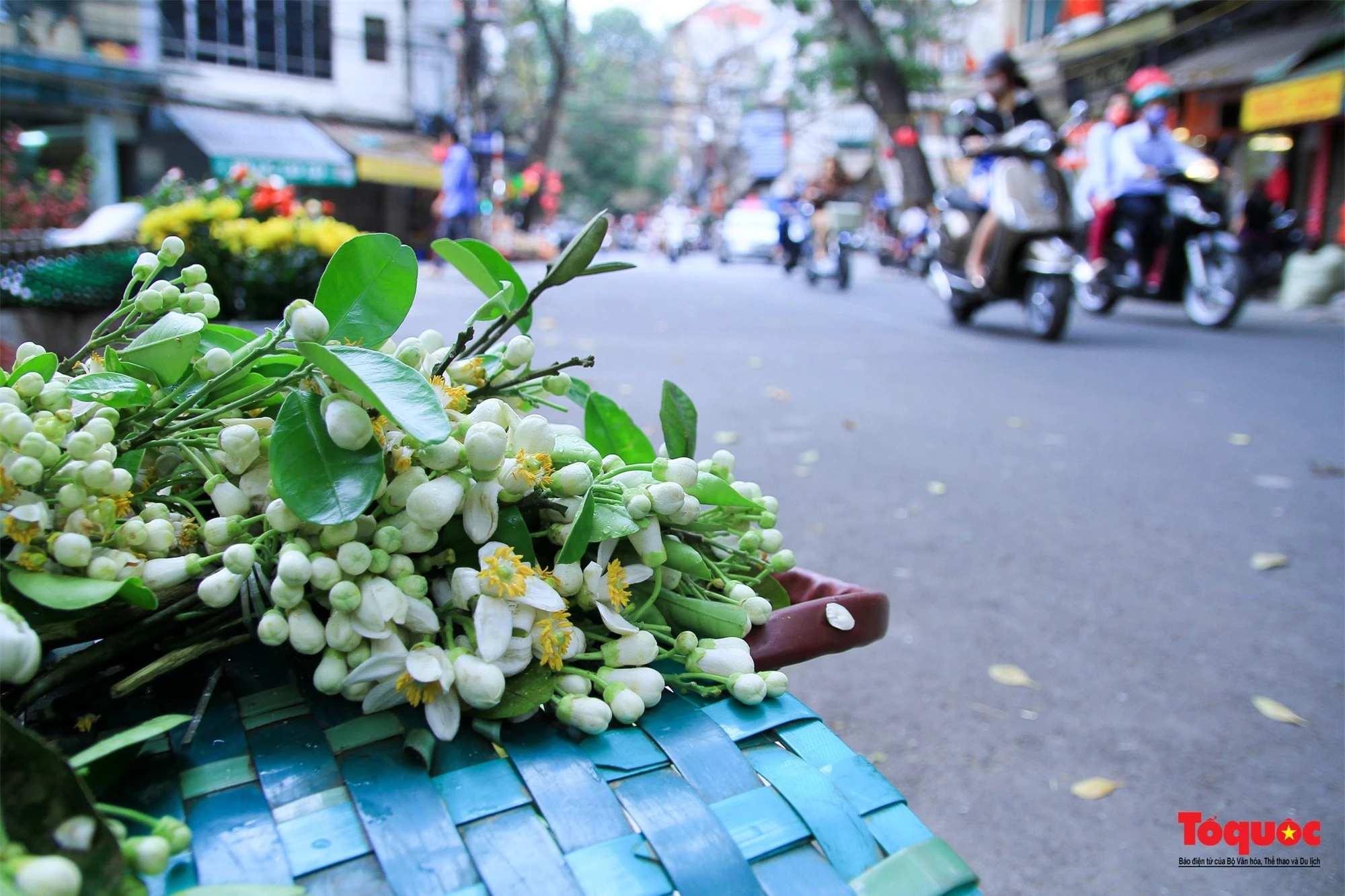 Hà Nội mùa hoa bưởi ngát hương - Ảnh 1.