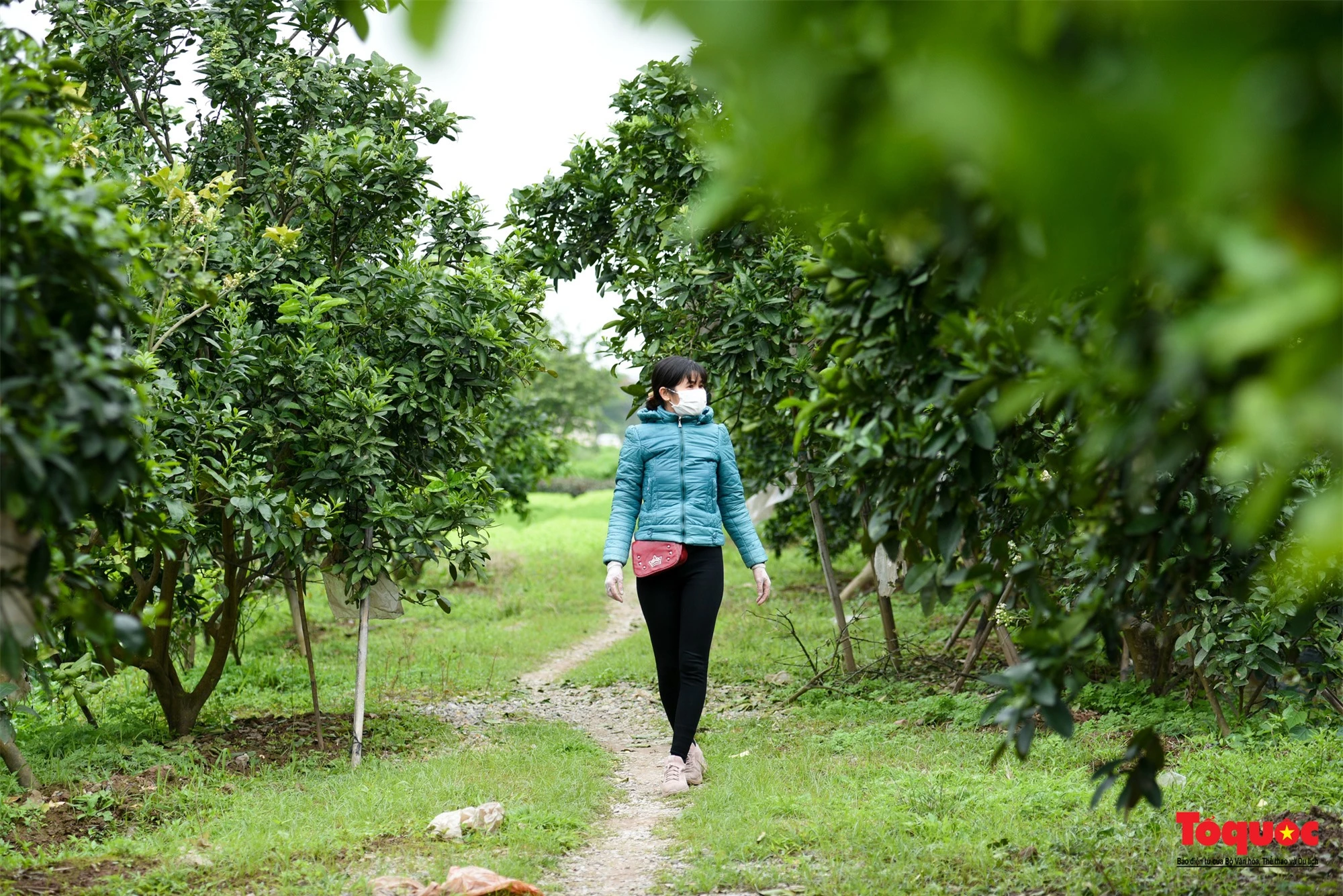 Hà Nội mùa hoa bưởi ngát hương - Ảnh 2.