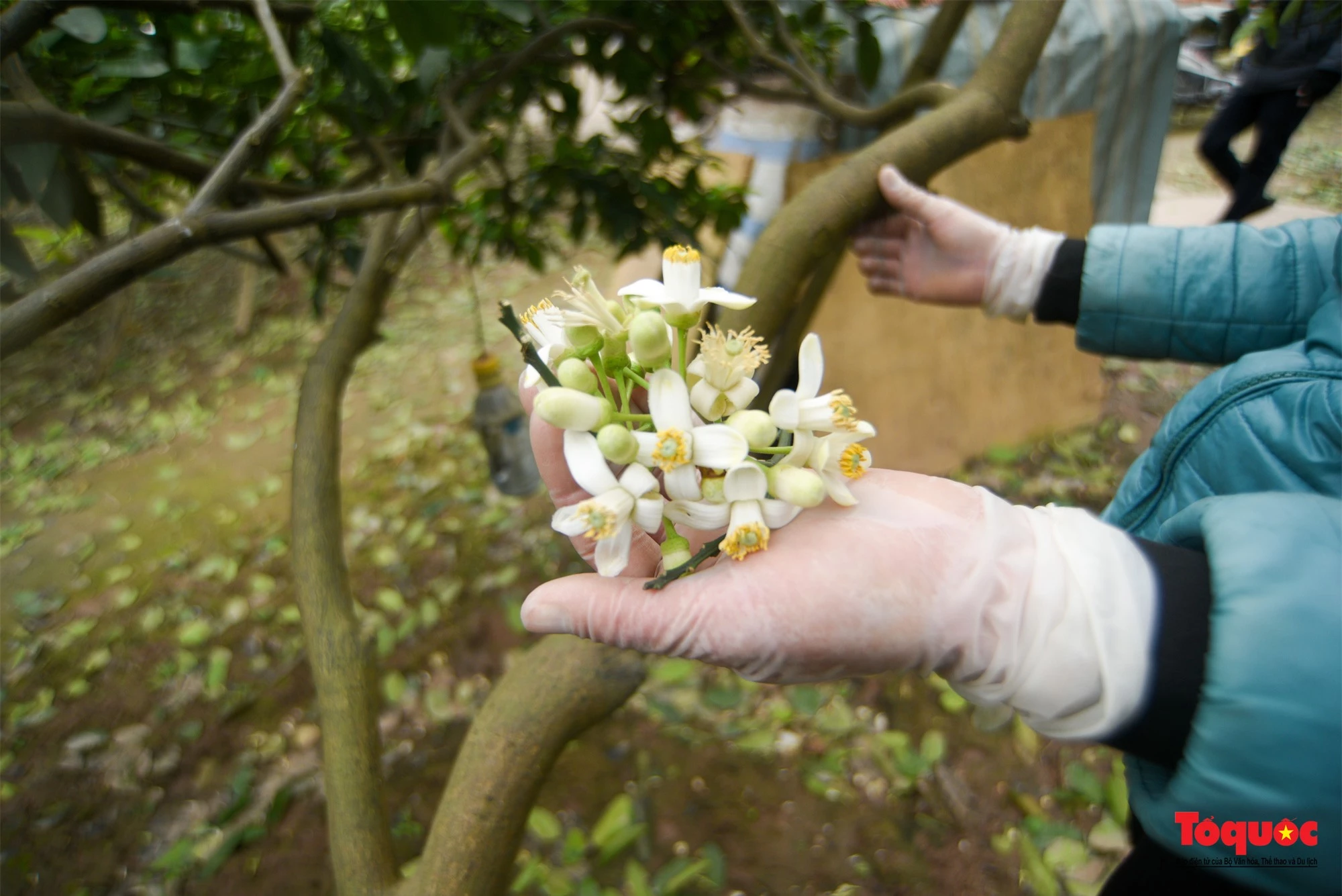 Hà Nội mùa hoa bưởi ngát hương - Ảnh 3.