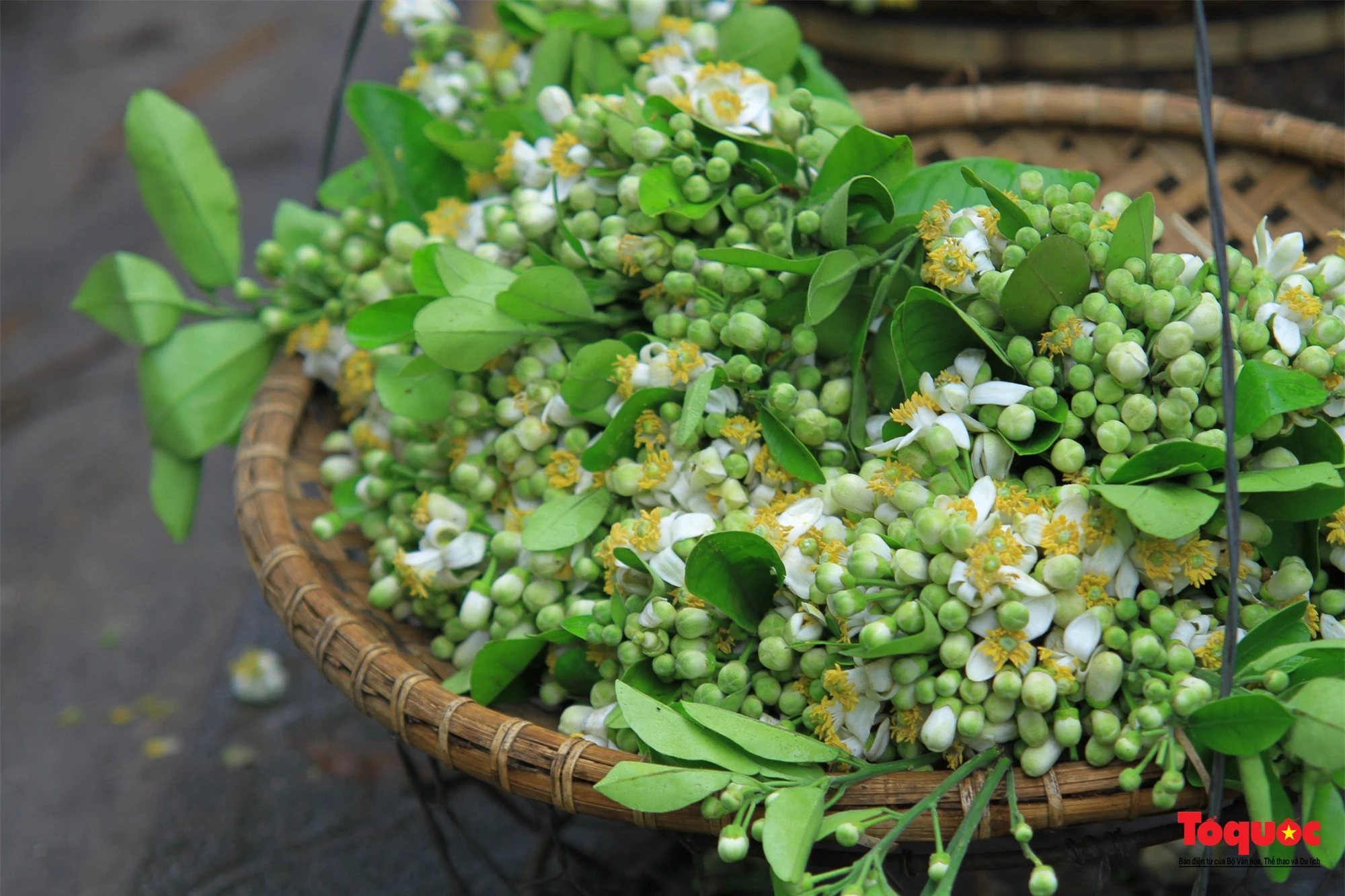 Hà Nội mùa hoa bưởi ngát hương - Ảnh 9. Hà Nội mùa hoa bưởi ngát hương - Ảnh 9.