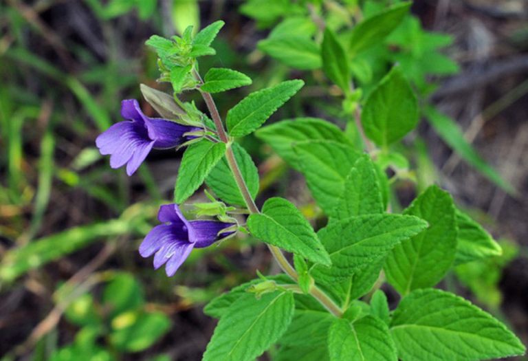 Lưu ý khi sử dụng nhiên trần để không hại sức khoẻ