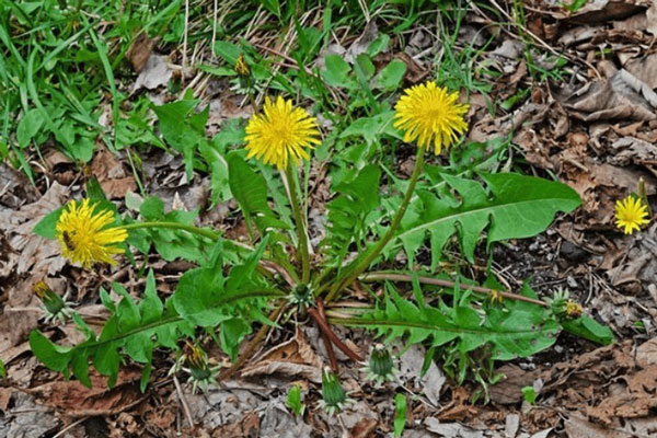 Lợi ích sức khoẻ tuyệt vời của cây bồ công anh