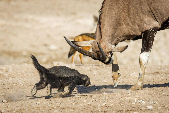 Bị chọc tức, linh dương dạy lửng mật biết thế nào là giang hồ