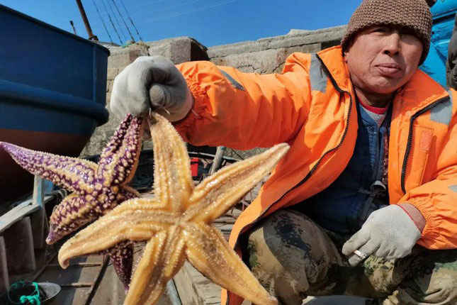 Ngư dân Trung Quốc sợ hãi vì 'cướp biển 5 chân' ăn sạch ngao