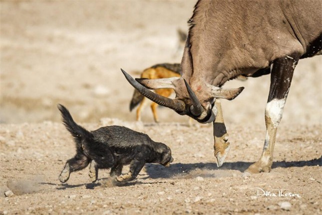 Bị chọc tức, linh dương dạy lửng mật biết thế nào là giang hồ ảnh 3