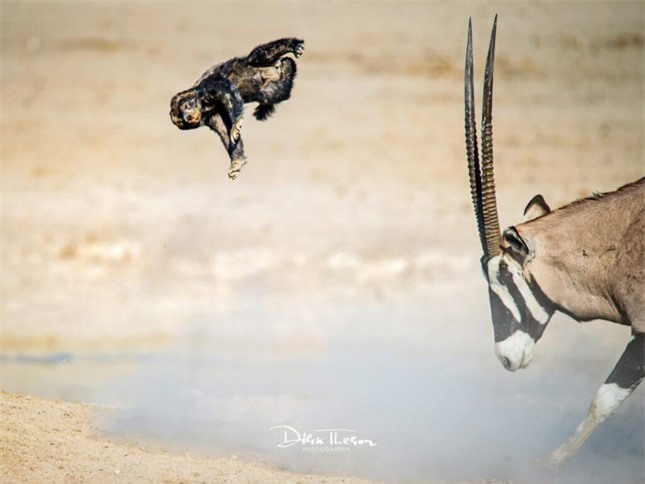 Bị chọc tức, linh dương dạy lửng mật biết thế nào là giang hồ ảnh 4