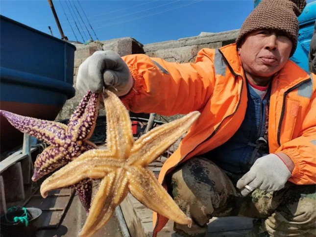 Ngư dân Trung Quốc sợ hãi vì 'cướp biển 5 chân' ăn sạch ngao ảnh 1