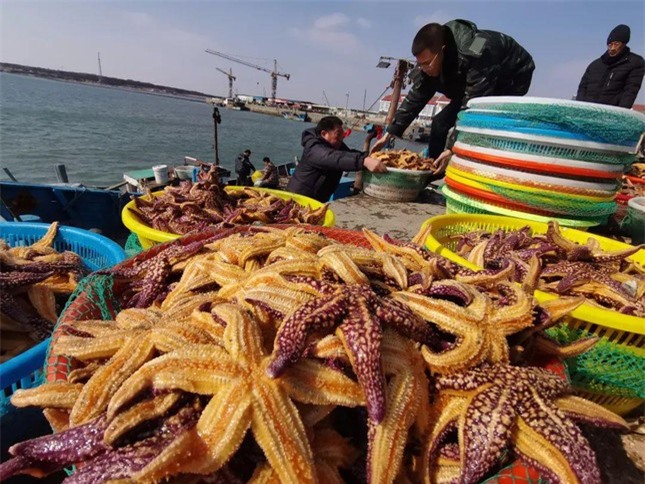 Ngư dân Trung Quốc sợ hãi vì 'cướp biển 5 chân' ăn sạch ngao ảnh 2