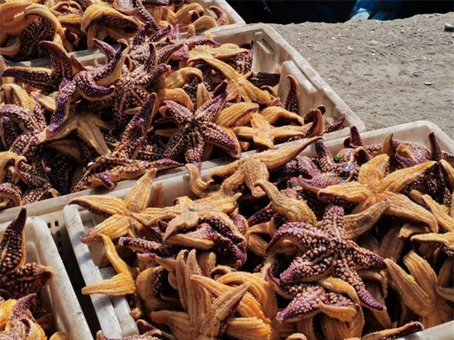 Ngư dân Trung Quốc sợ hãi vì 'cướp biển 5 chân' ăn sạch ngao ảnh 3