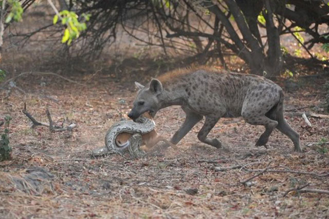 Săn được linh dương, trăn lại bị linh cẩu nẫng tay trên trong chớp mắt
