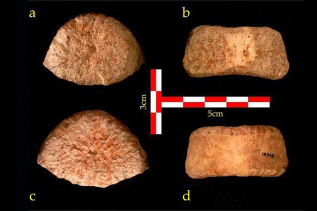 Phát hiện hóa thạch 1,5 triệu năm tuổi, cho cái nhìn khác về lịch sử châu Phi